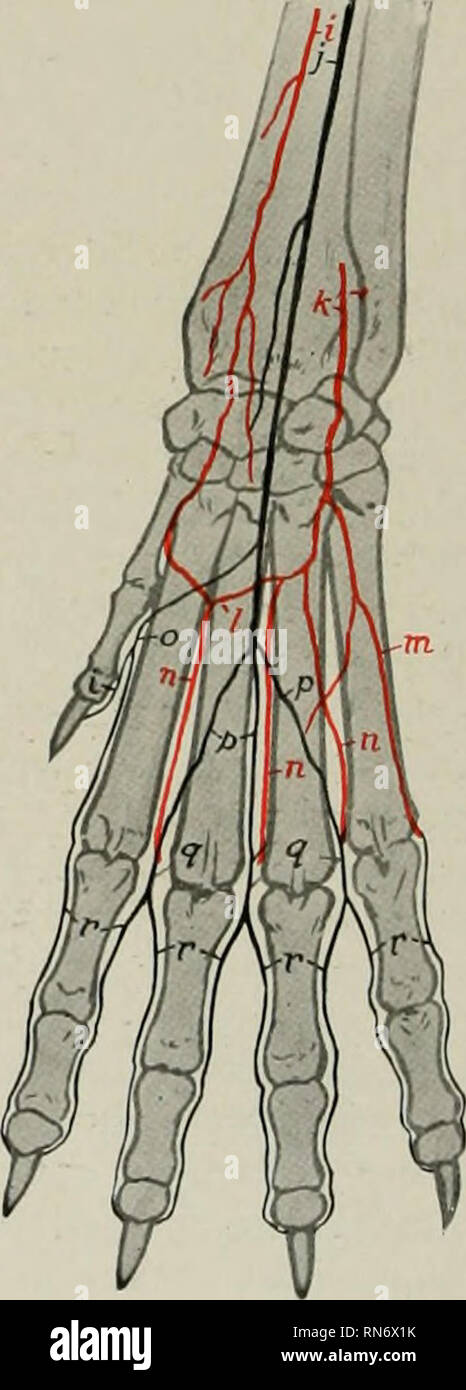 . The anatomy of the domestic animals. Veterinary anatomy. Fig. 618.—.Arteries of Distal Part of Right Fore Limb of Dog, Dorsal View. a, Branch of volar interosseous artery: 6, proximal collateral radial artery (lateral branch); c, radia! artery (dorsal branch): d, rete carpi dorsaie: e, deep dorsal metacarpal arteries; /, superficial dorsal metacarpal arteries: g, common digital arteries; h, proper digital arteries. Fig. ()19.—.hterie.'5 op Distal Part of Right Fore Limb of Dog; Volar View. (&quot;, Radial artery; j ulnar artery; k, volar inter- osseous arter&gt;'; I, deep volar arch; /«, f Stock Photo