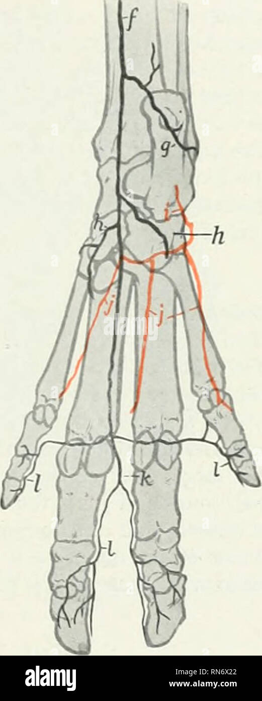 . The anatomy of the domestic animals. Veterinary anatomy. Fig. 609.—.-Vrteries of Distal Part of Right Hind Li.MB OF Pig; Dorsal View. a. .interior tibial artery, continued on tarsus as the dorsalis pedis: 6, perforating tarsal artery; c. dorsal metatarsal arteries; d, common digital arteries; e, proper digital arteries. Fig. 610.—Arteries of Distal Part of Right Hivd Limb of Pig; Plantar View. /. Saphenous arter&gt;', continued as medial tarsal artery; s, lateral tarsal artery; A, medial plantar artery. h', lateral plantar artery; i, perforating tarsal artery; J, deep plantar metatarsal arte Stock Photo