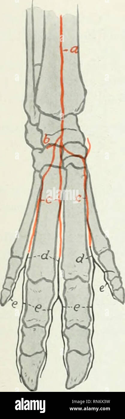 . The anatomy of the domestic animals. Veterinary anatomy. THE ARTERIES 739 The main facts as to the metacarpal and digital arteries are as follows: The rcte carpi dorsale is formed essentially liy the tcriniiials of the interosseous artery of the forearm. It gives rise to three dorsal metacarpal arteries, which descend in the corresponding interosseous spaces and unite witli hranches of the volar meta- car])als to form three common digital arteries. Each of these divides into two proper digital arteries, which descend along the interdigital surfaces of the digits. From the superficial and dee Stock Photo