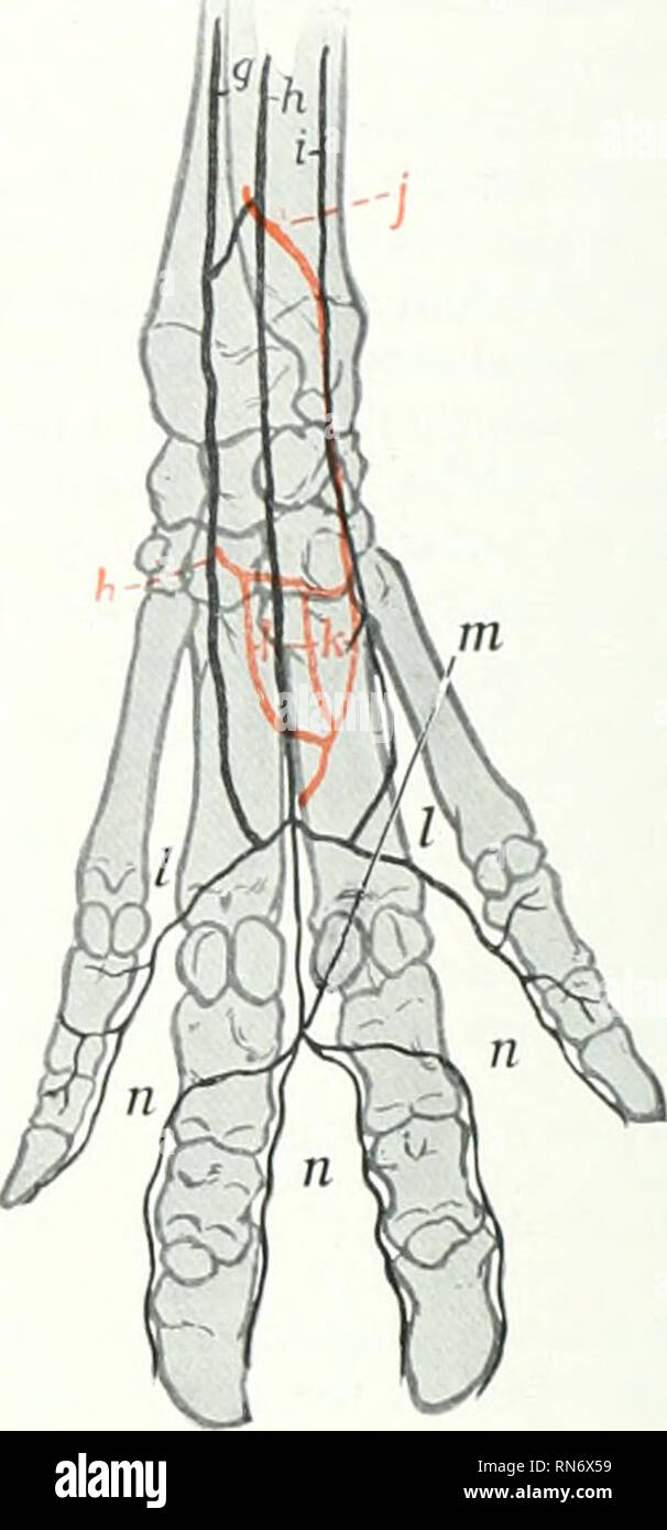 . The anatomy of the domestic animals. Veterinary anatomy. Fio. 607.—.RTERiF,9 or Distal Part of Rioht Fore Limb of Pig; Dor.sal View. o. Termin.-il part of volar interosseous artery: h, dorsal interosseous artery; f, rete carpi dorsale; d, dorsal metacarpal arteries: e, dorsal common digital arteries; /, dorsal proper digital arteries. Fig. 008.—.RTERiE.g of Distal Part of Right Fore Limb of Pig: Volar View. g. Ulnar artery: h, superficial branch of radial artery: (. collateral ulnar artery/ ;', volar interosseous ar- tery: h, deep branch of radial artery; k, deep volar meta- carpal arterie Stock Photo