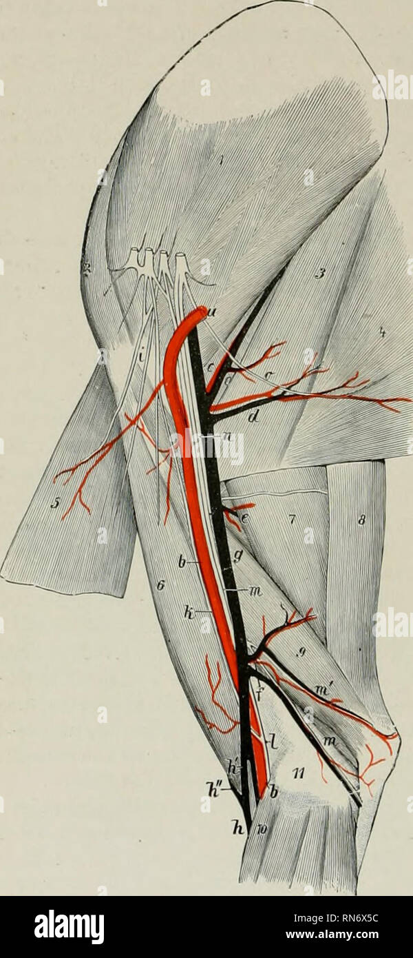 . The anatomy of the domestic animals. Veterinary anatomy. 748 CIRCULATORY SYSTEM OF THE DOG median artery under the flexor carpi radialis about a third of the way down the forearm, and divides into radial and ulnar arteries. Among its collateral l)ranches are the following: (1) The large subscapular artery passes up between the sub-. Fin. fil6.—VESSELa AND Nehves of Medial Surface OF Shoulder and Arm of Dog. a, b. Brachial artery; c, subscapular vessels; d, thoraco-dorsal vessels; e, deep brachial vessels; /.prox- imal collateral ulnar vessels; g, brachial vein; k, k&quot;, cephalic vein; h', Stock Photo