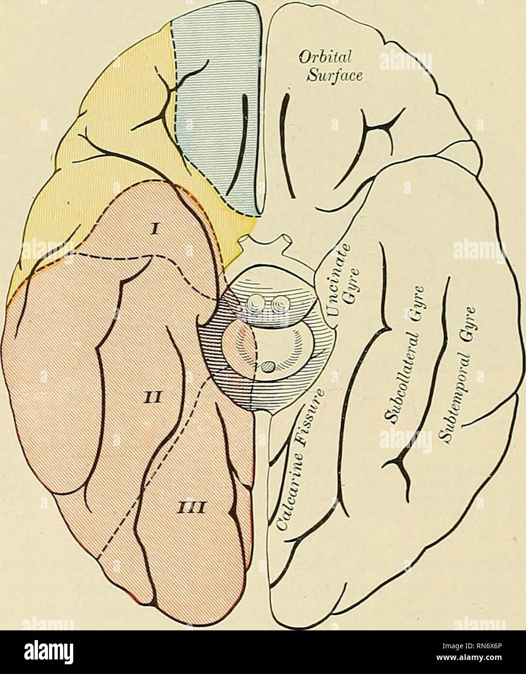 Anatomy, descriptive and applied. Anatomy. 614 THE VASCULAR SYSTEMS  arteries. Additional muscular branches are given off from the lacrimal and  supra- orbital arteries or from the ophthalmic itself. (For the Circulus