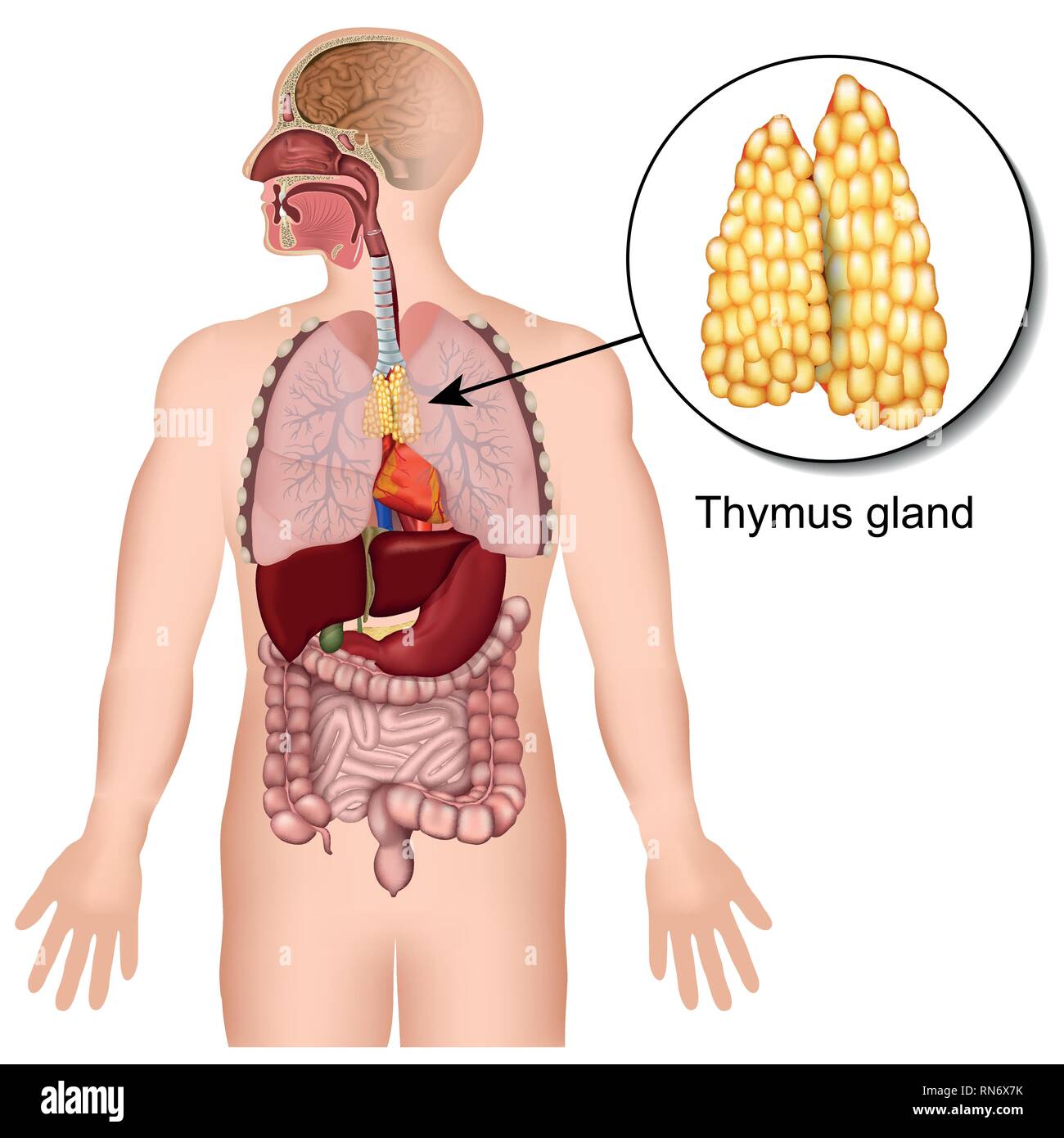 Thymus gland endocrine system 3d medical vector illustration on white background Stock Vector