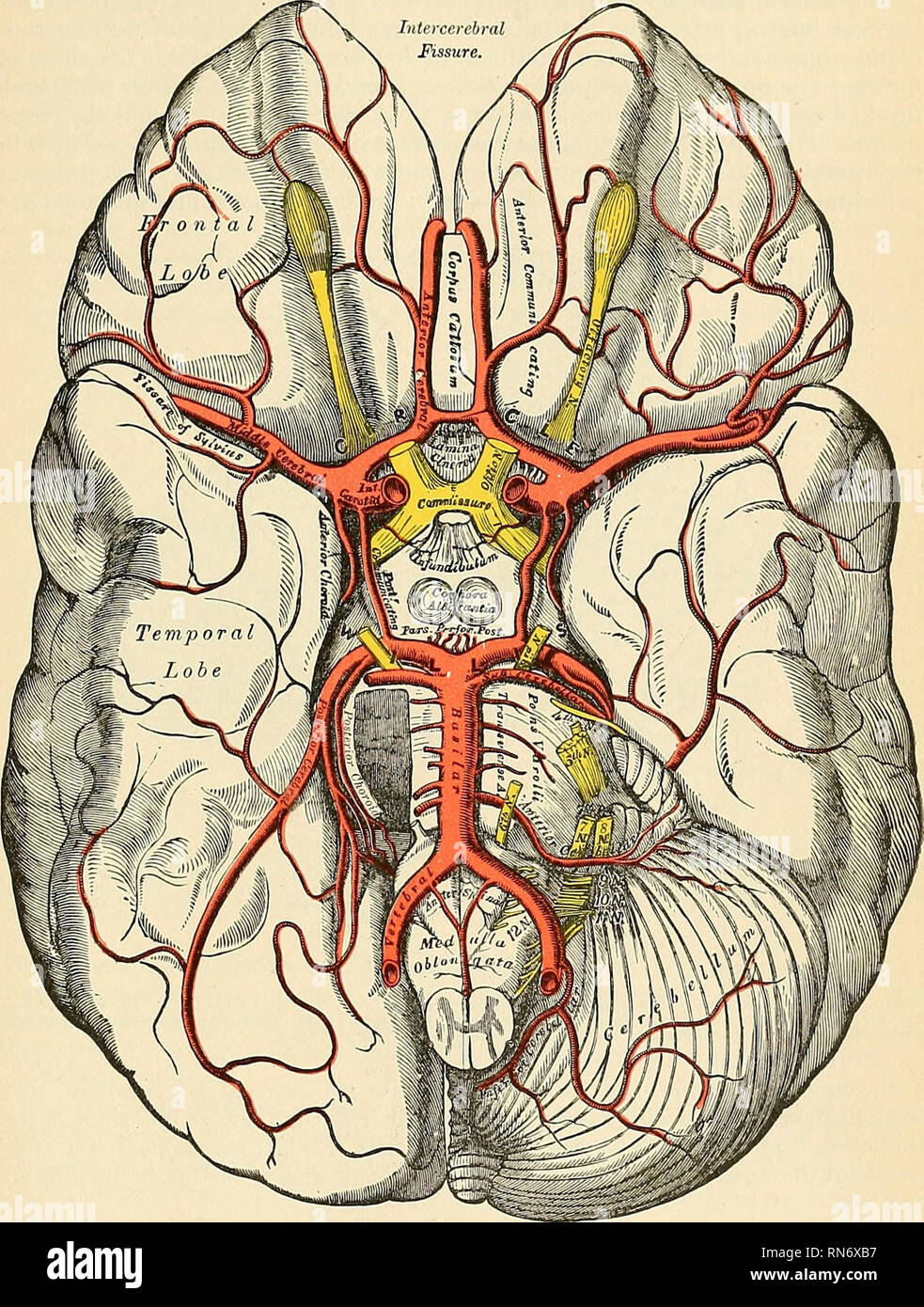 Anatomy, descriptive and applied. Anatomy. THE INTERNAL CAROTID ARTERY 611  The ethmoidal branches are two in number—posterior (a. cthmoidalis  posterior')' and anterior (a. cthmoidalis anterior). The posterior  ethmoidal artery, which is