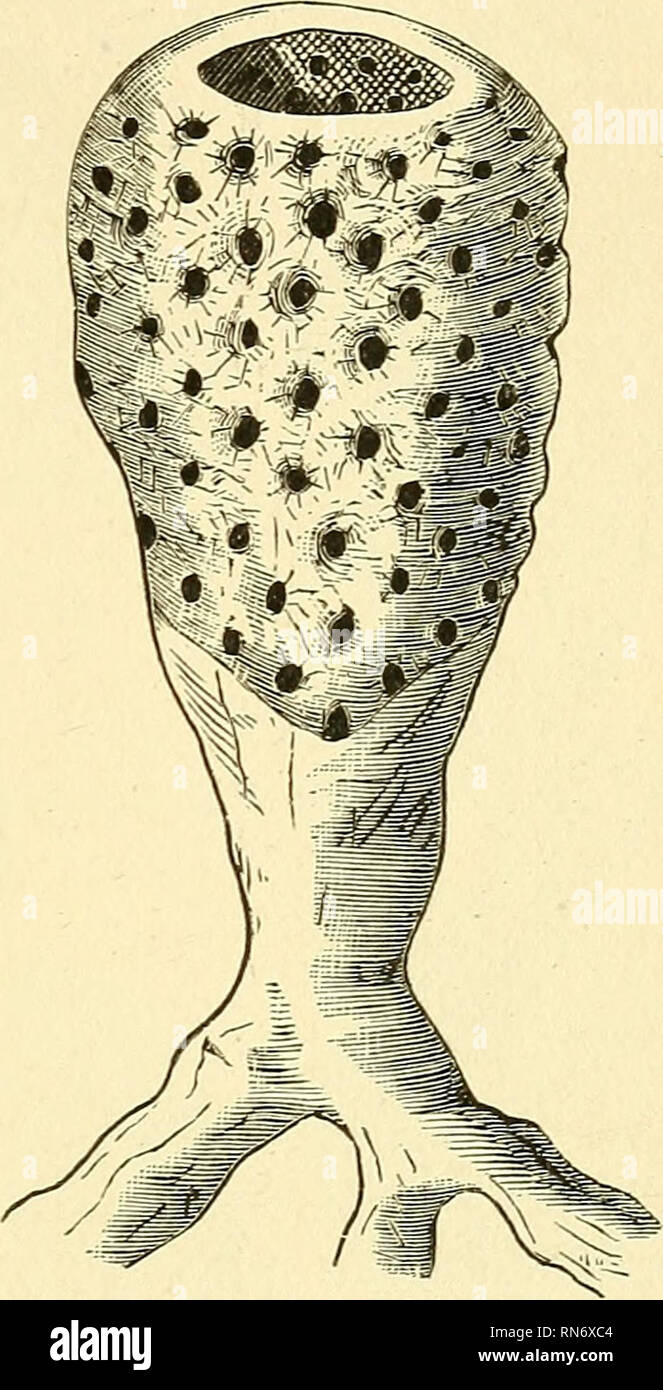 Venus's flower basket hires stock photography and images Alamy