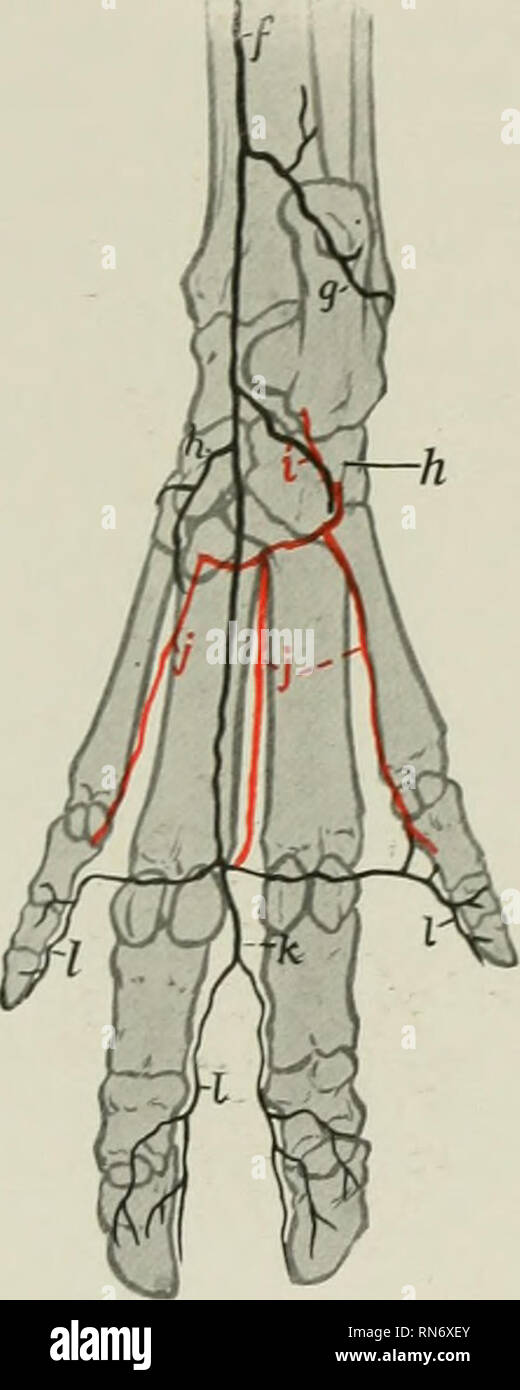 . The anatomy of the domestic animals. Veterinary anatomy. Fig. 609.—^Arteries of Distal Part of Right Hin-d Limb of Pig; Dorsal View. a. Anterior tibial arterj', continued on tarsus as the dorsalis pedis: b. perforating tarsal arter&gt;': c, dorsal metatarsal arteries: d, common digital arteries: e, proper digital arteries. Fig. 610.—Arteries of Distal Part of Right Hind Limb of Pig: Plantar 'iew. /, Saphenous artery, continued as medial tarsal artery: ff, lateral tarsal arterj': /i, medial plantar arterj', h', lateral plantar arter&gt;': i, perforating tarsal artery; J, deep plantar metatar Stock Photo