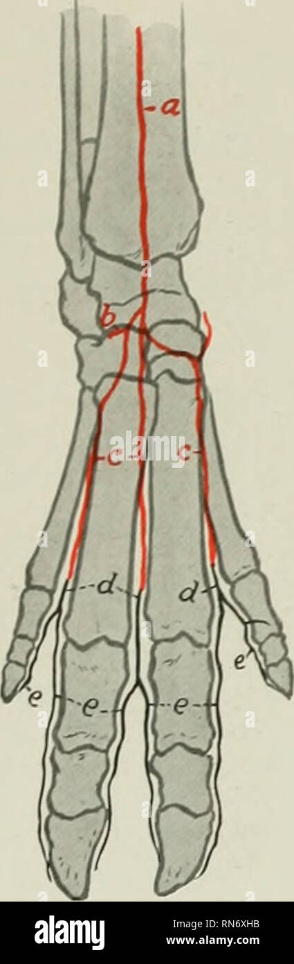 . The anatomy of the domestic animals. Veterinary anatomy. THE ARTERIES 739 The main facts as to the metacarpal and digital arteries are as follows: The rete carpi dorsale is formed essentially by the terminals of the interosseous artery of the forearm. It gives rise to three dorsal metacarpal arteries, which descend in the corresponding interosseous spaces and unite with branches of the volar meta- carpals to form three common digital arteries. Each of these divides into two proper digital arteries, which descend along the interdigital surfaces of the digits. From the superficial and deep vol Stock Photo