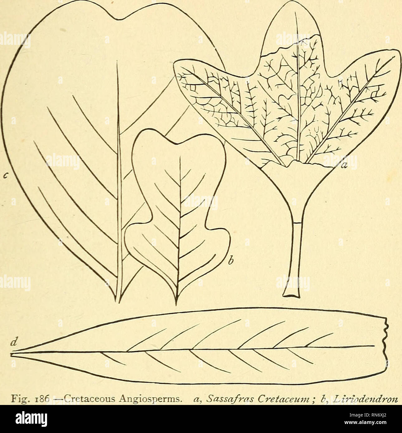 fanwort plant Cabomba Submerged Pond Plant main image 0
