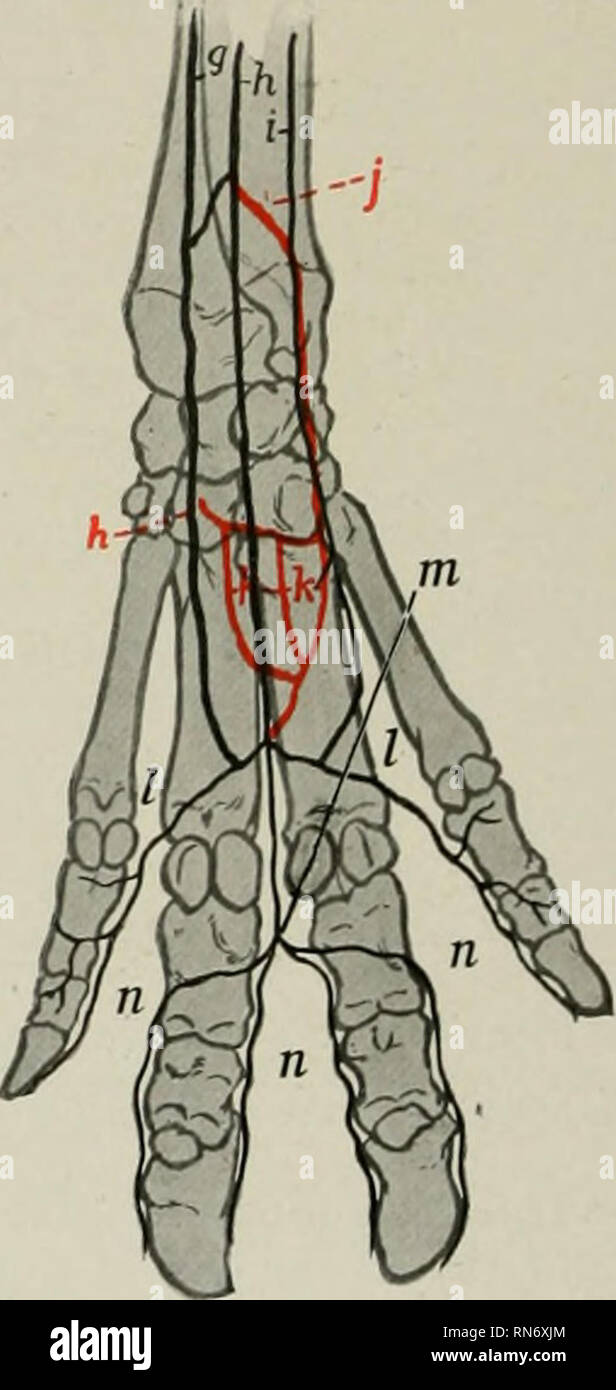. The anatomy of the domestic animals. Veterinary anatomy. Fio. fi07.—Arteries of Di3tal Part of Right Fore Limb of Pig; Dorsal View. n. Terminal part of volar interosseous artery; b, dorsal interosseous artery; c, rete carpi dorsale; d, dorsal metacarpal arteries; c, dorsal common digital arteries: /, dorsal proper digital arteries. KiG, 608.—Arteries op Distal Part of Right Fore Limb of Pig; Volar View. g. Ulnar artery; h, super6cial branch of radial artery; i, collateral ulnar artery* j, volar interosseous ar- tery; h, deep branch of radial artery; k, deep volar meta- carpal arteries: /, su Stock Photo