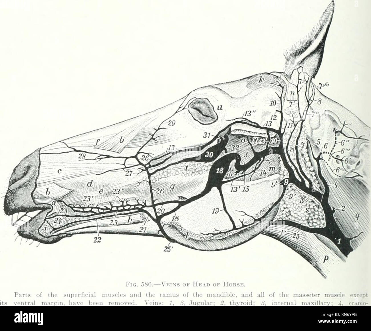 . The anatomy of the domestic animals. Veterinary anatomy. 684 BLOOD