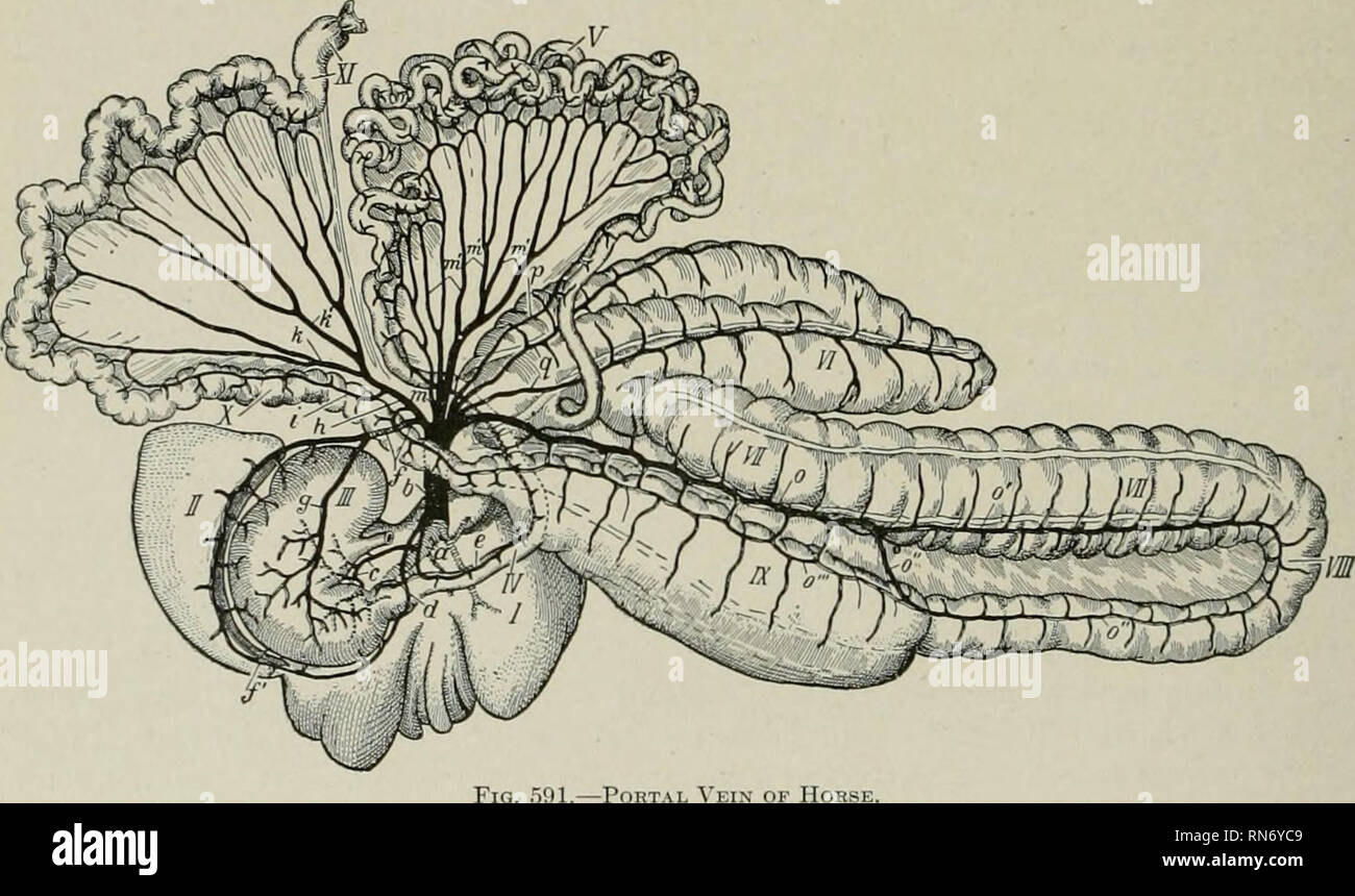 . The anatomy of the domestic animals. Veterinary anatomy. 694 BLOOD