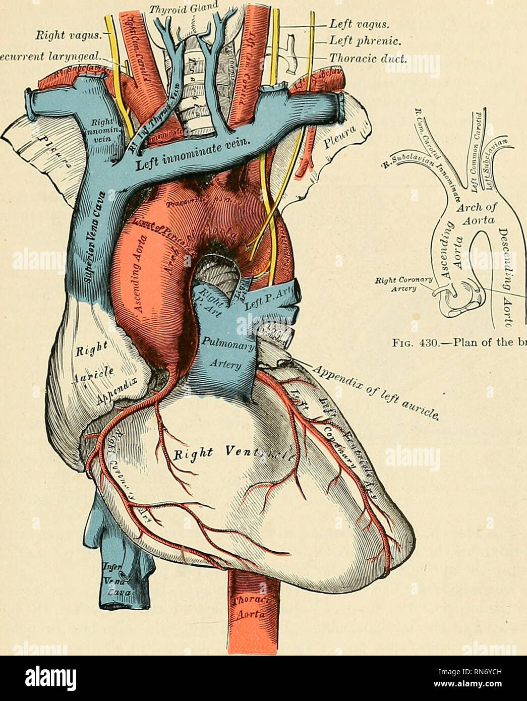 Anatomy Descriptive And Applied Anatomy The Ascending Aorta Bll