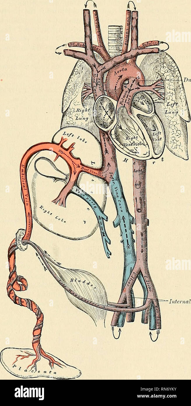 Anatomy Descriptive And Applied Anatomy The Heart 569 The Peculiarities In The Arterial System Of The Fetus Are The Communication Between The Pulmonar Y Artery And The Descending Aorta By Means Of Anatomy Descriptive And Applied Anatomy The Heart 569 The Peculiarities In The Arterial System Of The Fetus Are The Communication Between The Pulmonar Y Artery And The Descending Aorta By Means Of