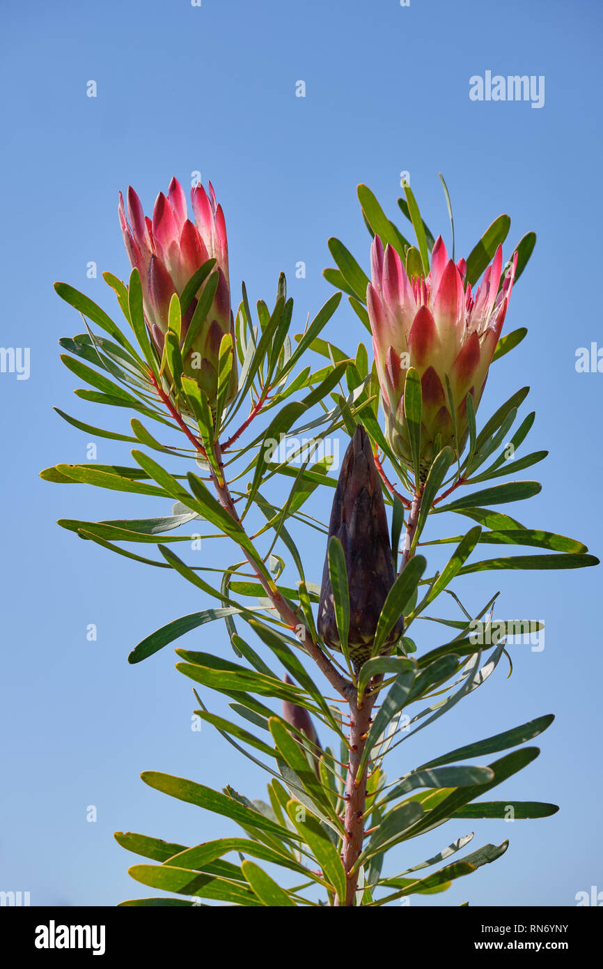 Two Sugarbush flowers (Protea repens)  on stem against background of blue sky. Also shows non blooming bud Stock Photo