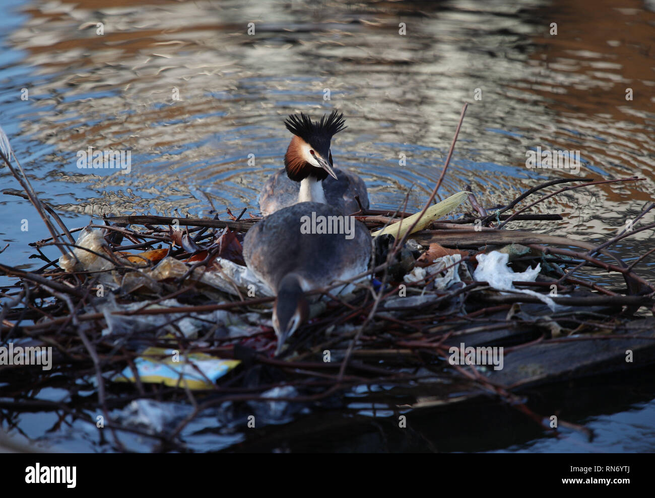 A pair of great crested grebes mating on a nest partially built from discarded litter, on the South Quay of the Isle of Dogs, east London. Stock Photo