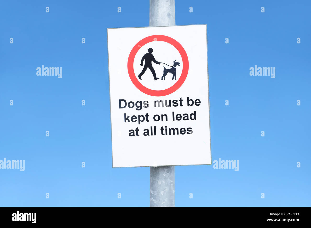 Should Dogs Be Kept On Leads