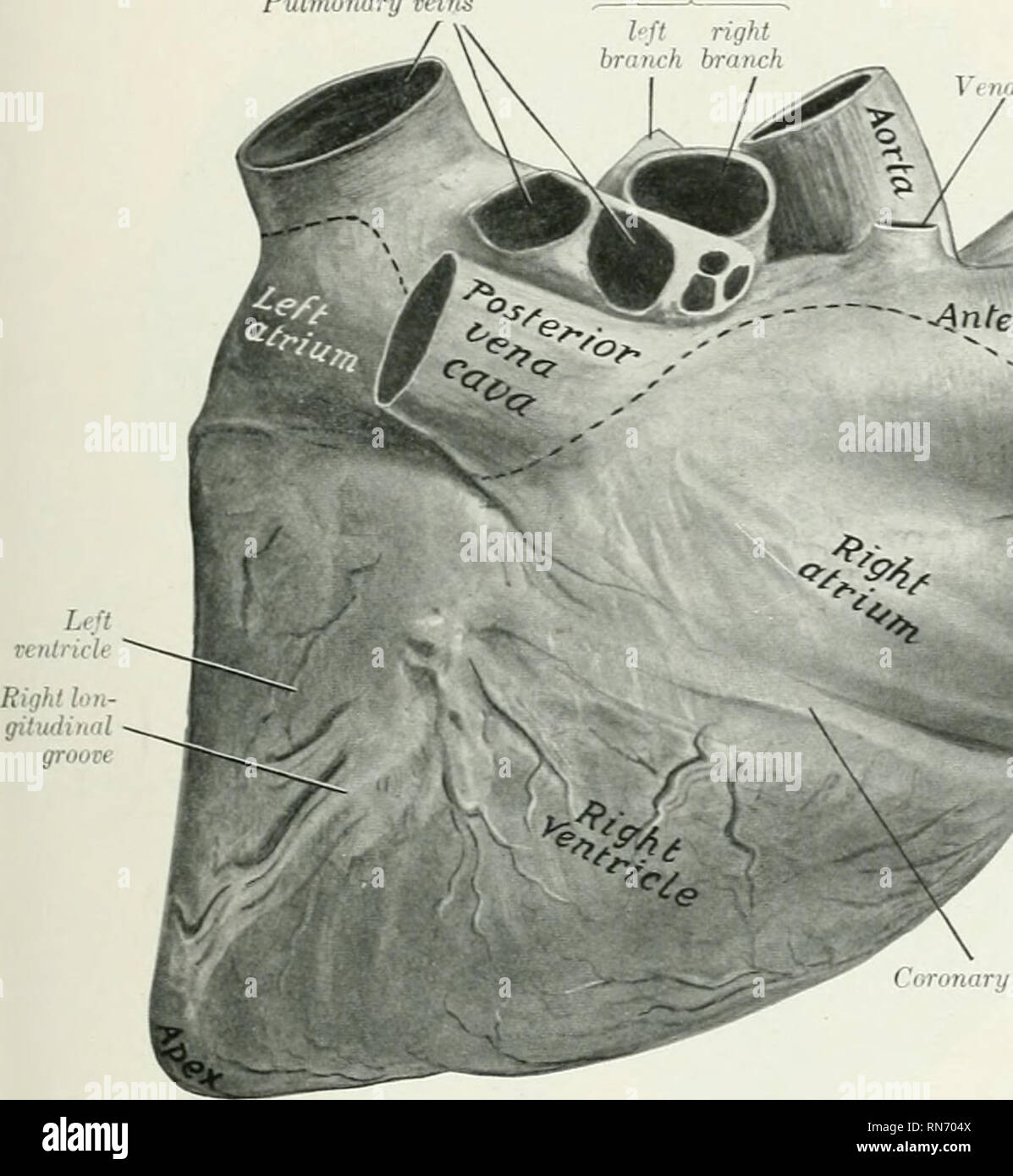 Coronary sulcus hires stock photography and images Alamy