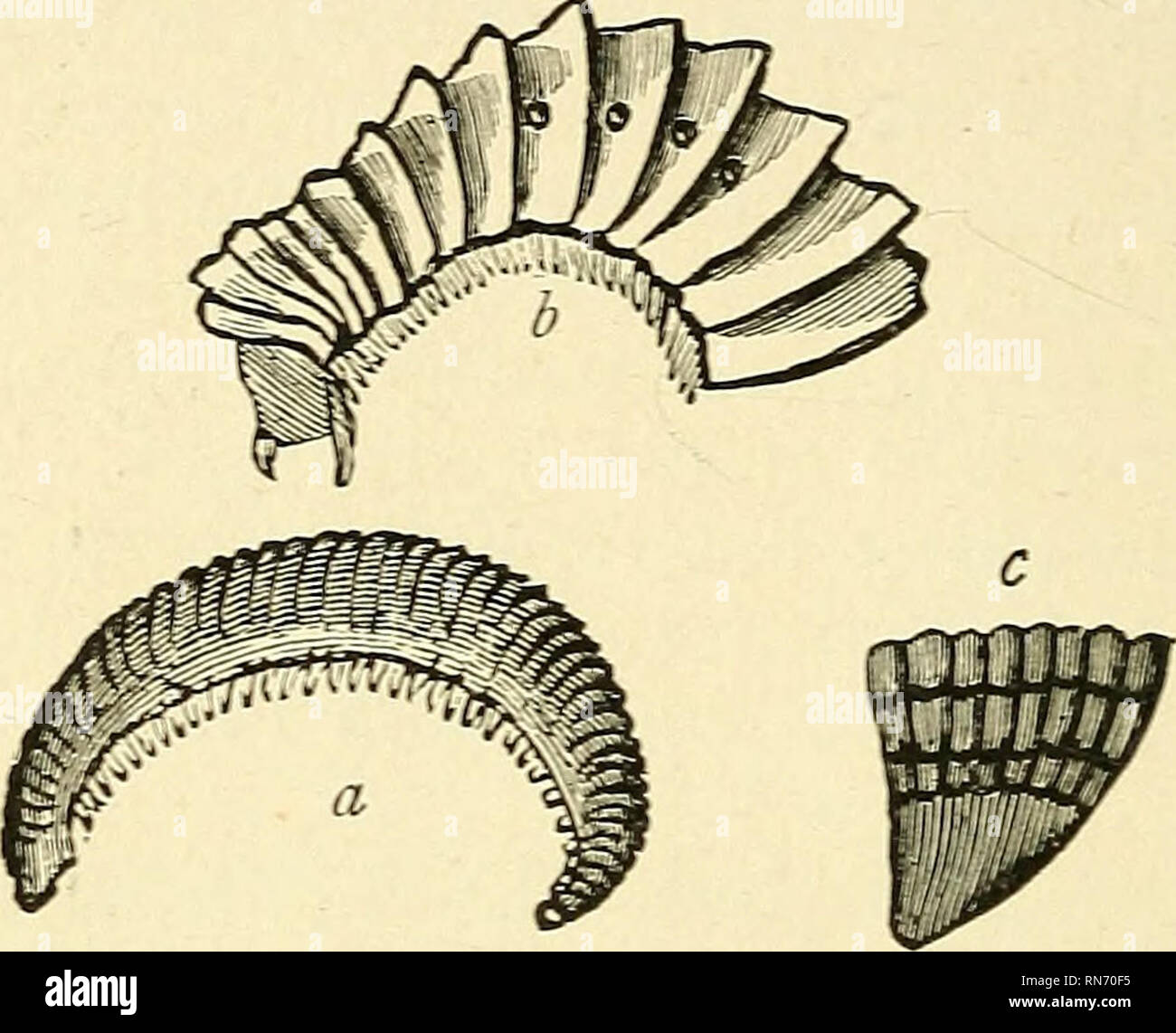 . The ancient life-history of the earth; a comprehensive outline of the ...