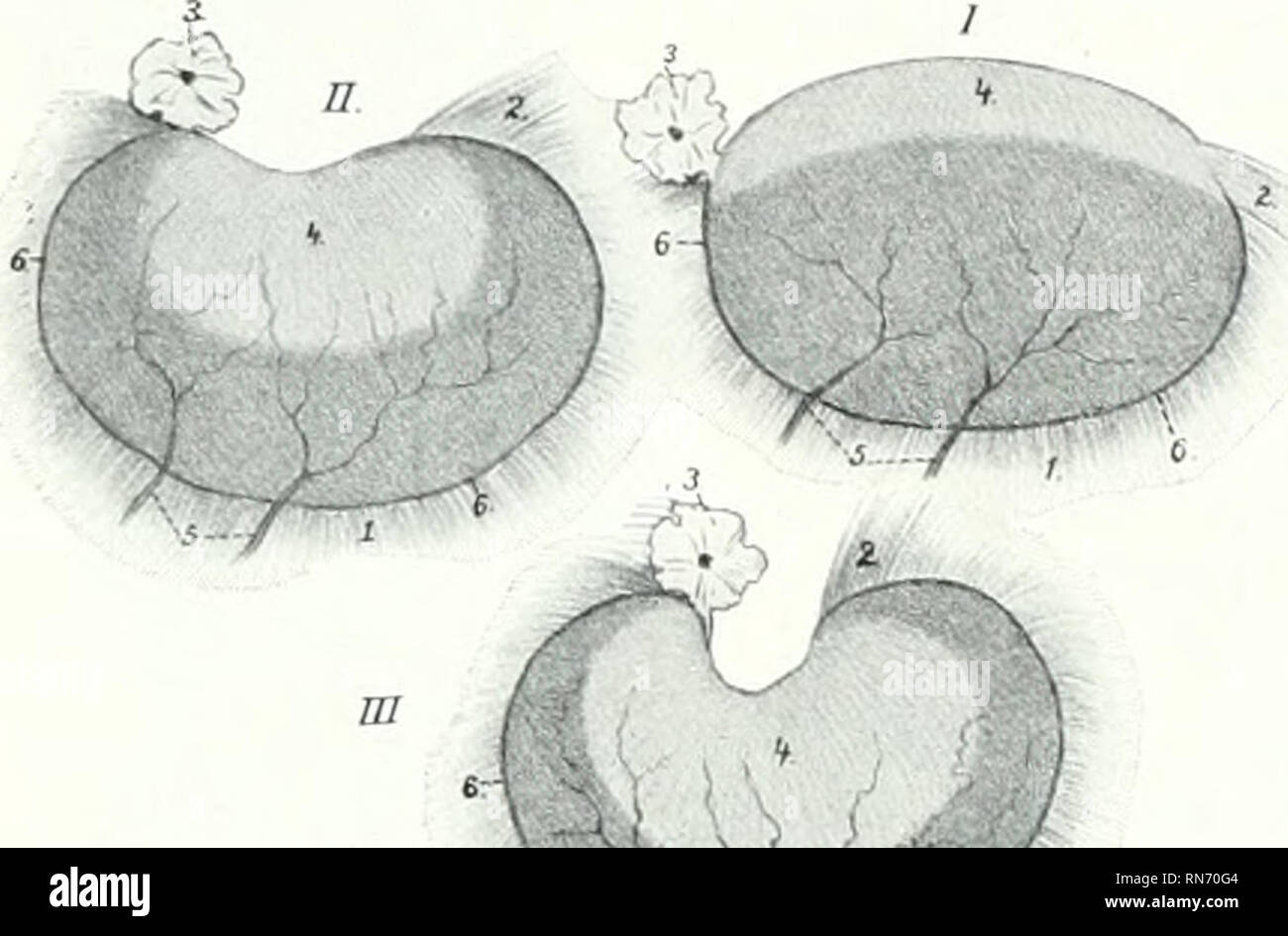 . The anatomy of the domestic animals. Veterinary anatomy. 598 GENITAL ORGANS OF THE MARE The stroma of the ovary (Stroma ovarii) is a network of connccti-e tissic. In the meshes of the stroma there are (in young subjects) numerous ovisacs or folliculi oophori, containing ova (Ovula) in various stages of development. The inunature ovum is surroundeil by follicle cells; those more advanceil in development are enclosed by several (0-8) layers of follicle cells, forming the stratum granulosum, and by a condensation of the stroma termed the theca folliculi; within the thcca is a quantity of flui Stock Photo