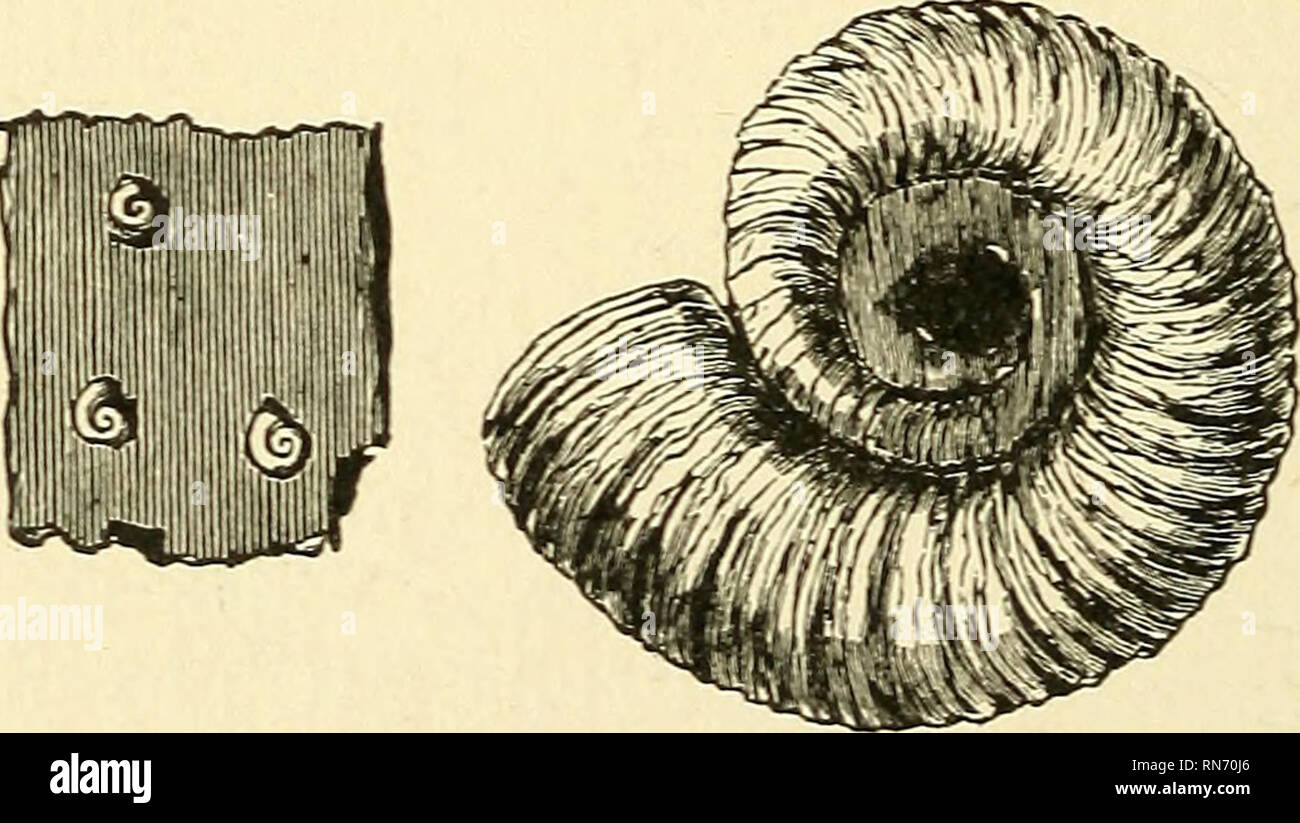 . The ancient life-history of the earth; a comprehensive outline of the ...