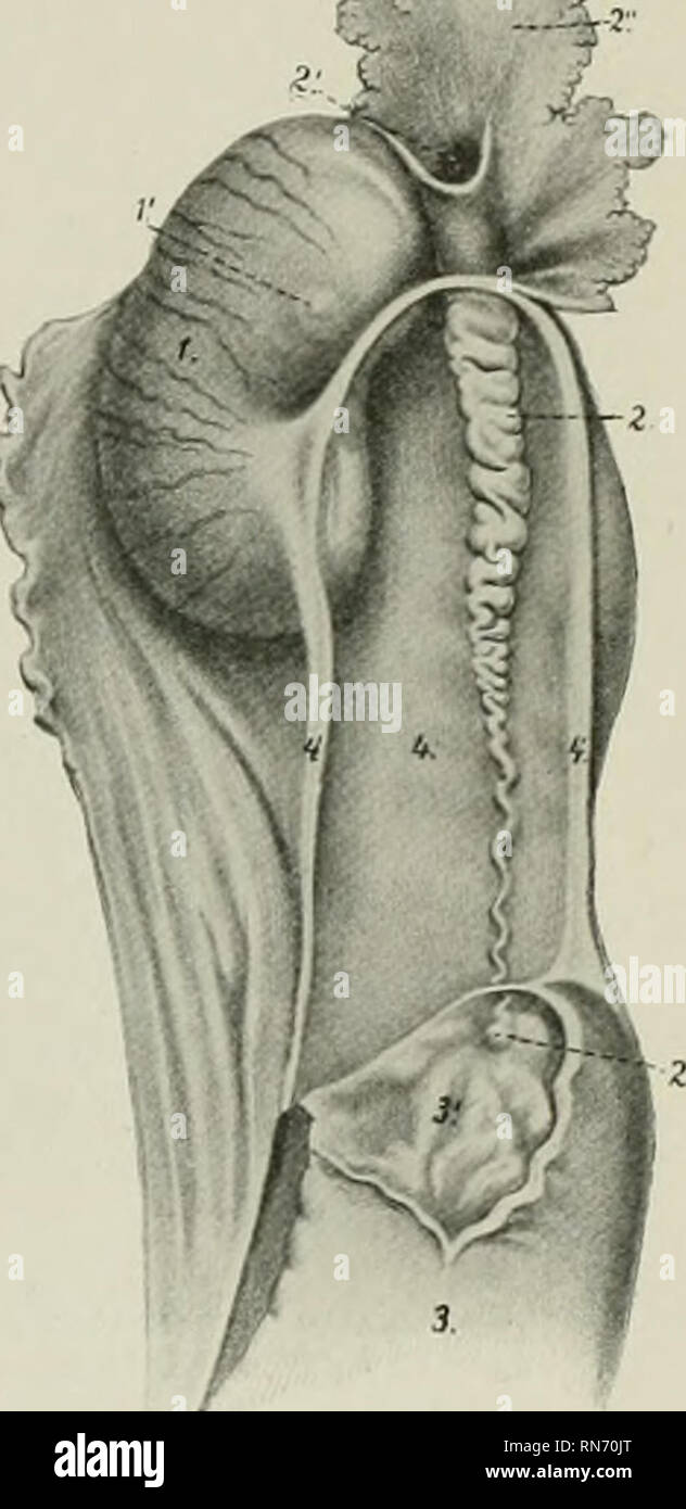 . The anatomy of the domestic animals. Veterinary anatomy. THE OVARIES ...