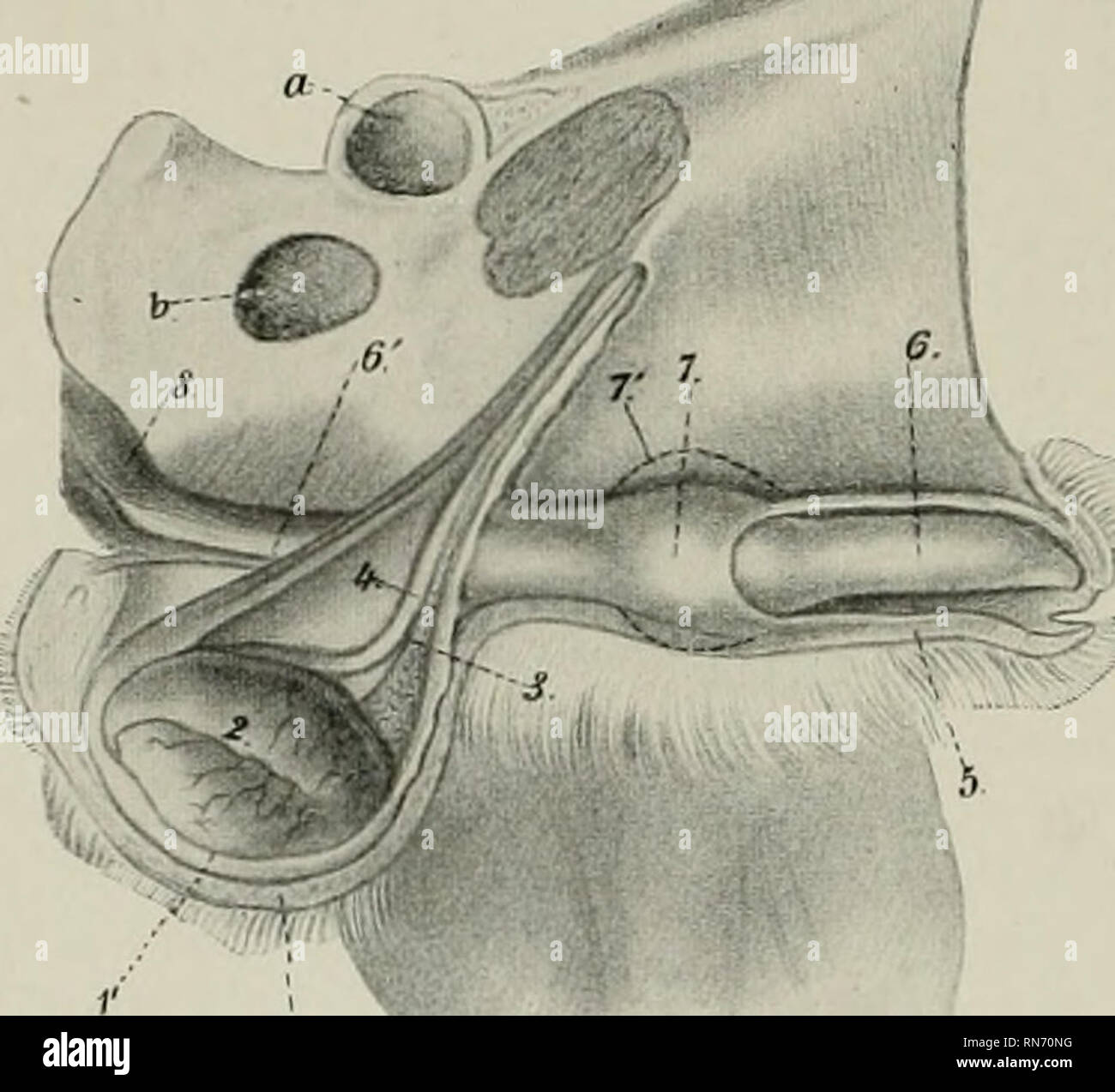 where is the prostate located on a male dog