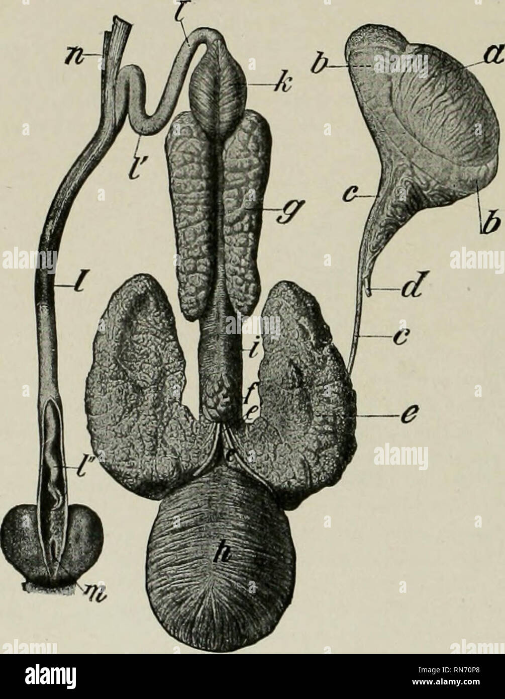Ox bladder hires stock photography and images Alamy