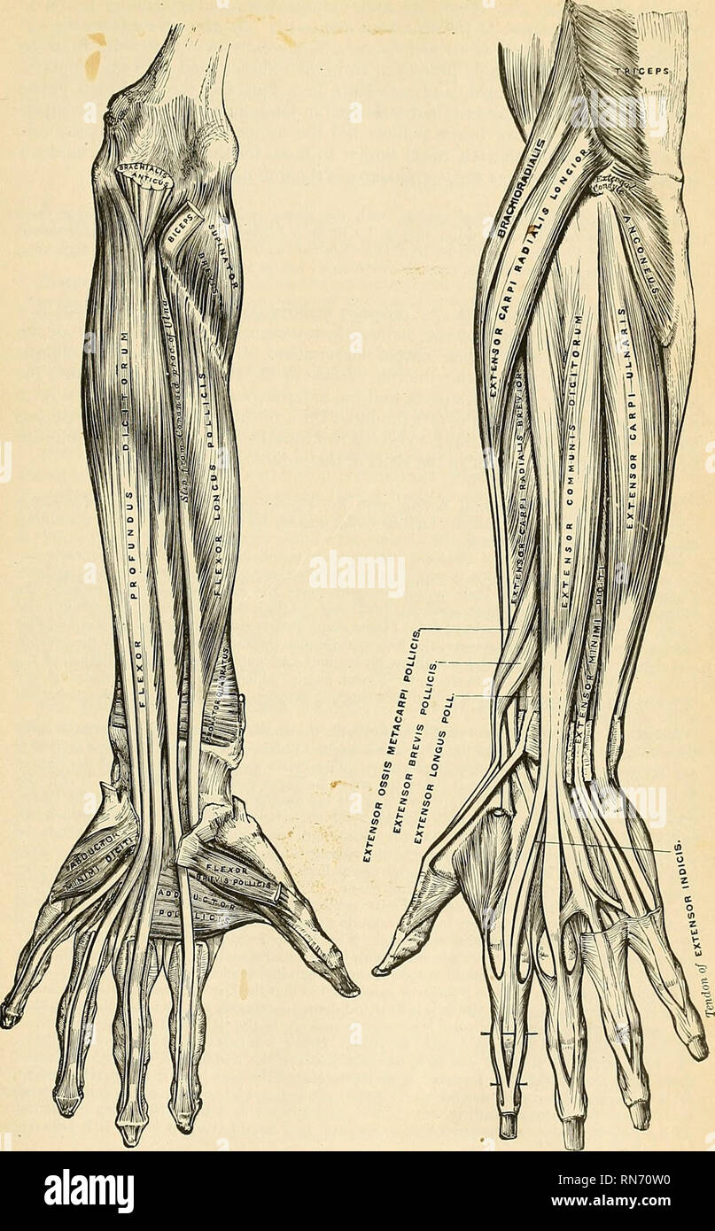 . Anatomy, descriptive and applied. Anatomy. THE ANTERIOR RADIOULNAR REGION 477. Fig. 356.—Front of the left forearm. Deep muscles. Fig. 357.—Posterior surface of the left forea Superficial muscles.. Please note that these images are extracted from scanned page images that may have been digitally enhanced for readability - coloration and appearance of these illustrations may not perfectly resemble the original work.. Gray, Henry, 1825-1861; Spitzka, Edward Anthony, 1876-1922. Philadelphia, New York, Lea &amp; Febiger Stock Photo