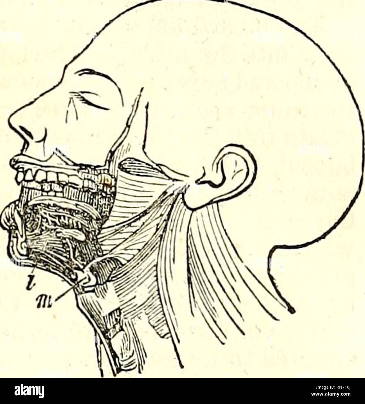 . The anatomy of the human body. Human anatomy; Anatomy. THE S!UB ...