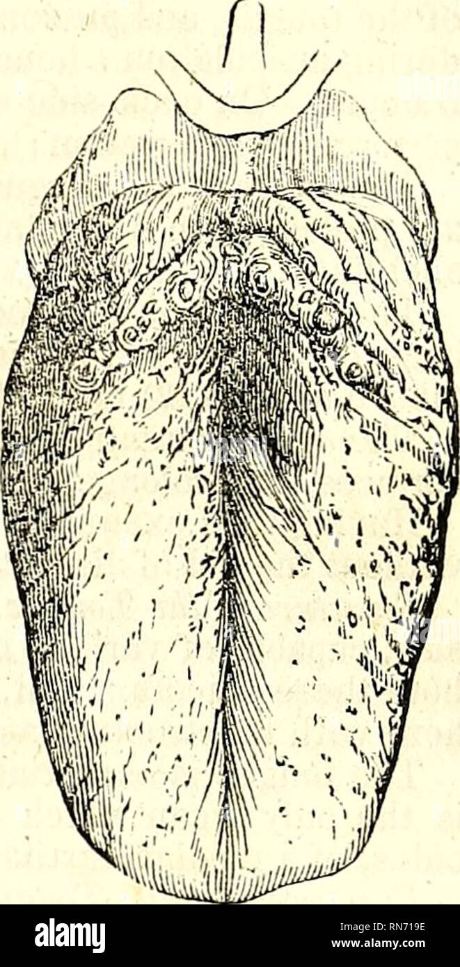 . The anatomy of the human body. Human anatomy; Anatomy. THE TONGUE ...