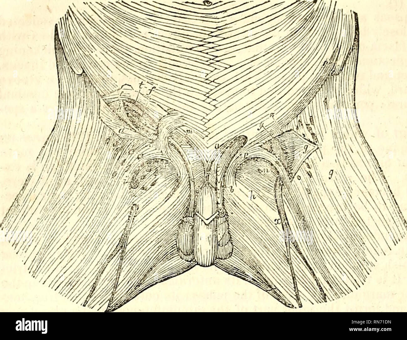 . The anatomy of the human body. Human anatomy; Anatomy. 304 APONEUROLOGY. Fie. 137. tween tlie spine and symphysis pubis. Its apex is not always well defined, and is generally truncated by fibres which pass at right angles to its pillars. From the up- per part of the margin of the ring a tendi- nous prolongation is given off, which ac- companies the sper- matic cord in the male, and the round ligament in the fe- male. Of the pillars, one is external or inferior, the other internal or superior. The external pillar (p) is attached, not to the spine of the OS pubis, but into the fore part of the Stock Photo