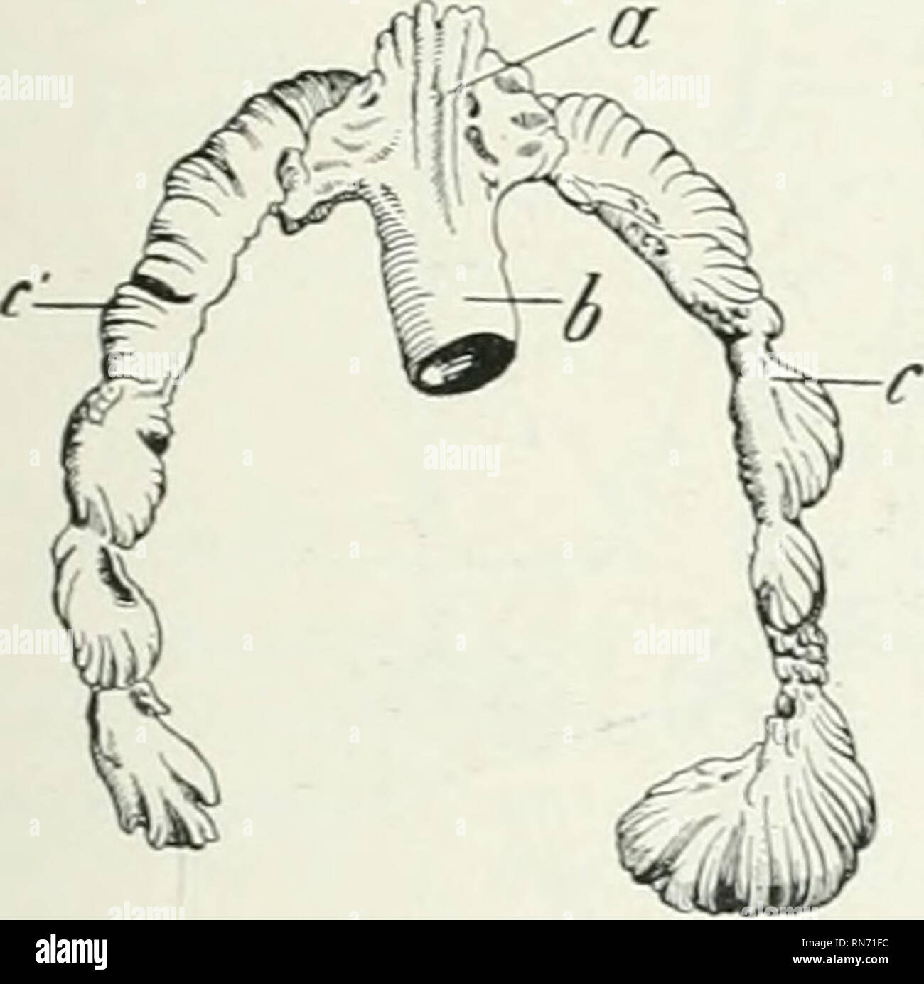 Kidneys pyramids hi-res stock photography and images - Alamy