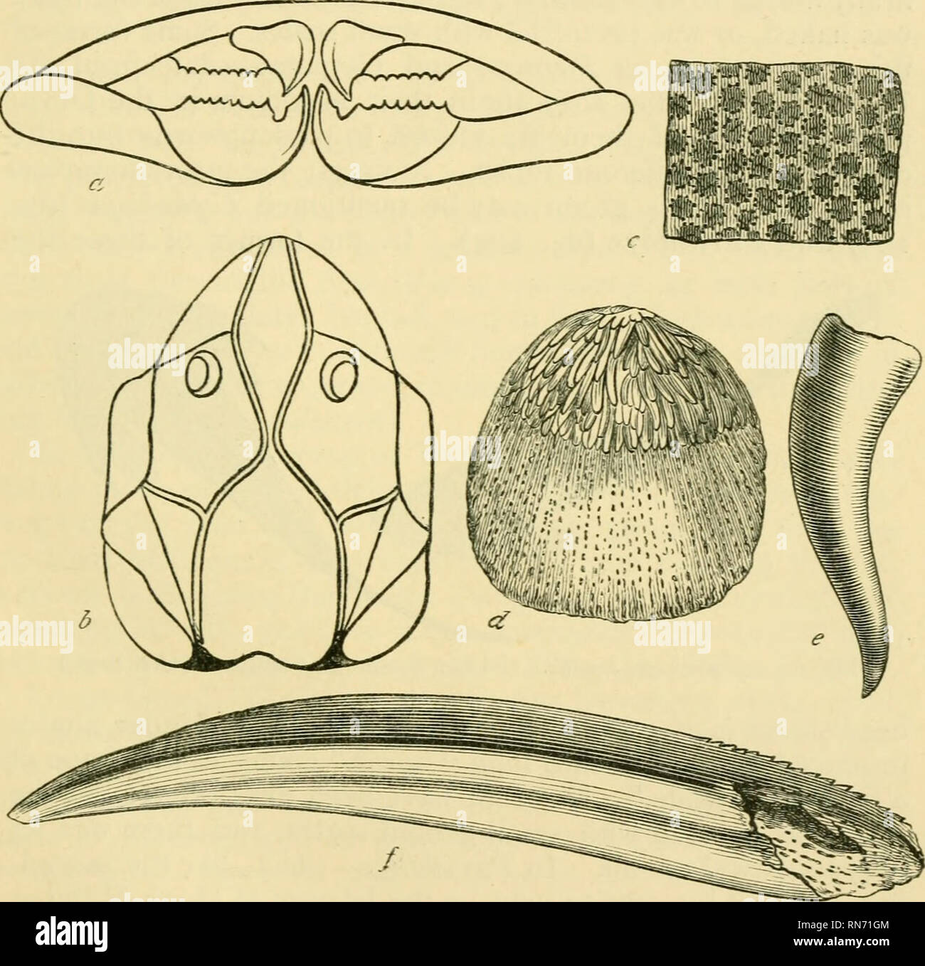. The ancient life-history of the earth; a comprehensive outline of the ...