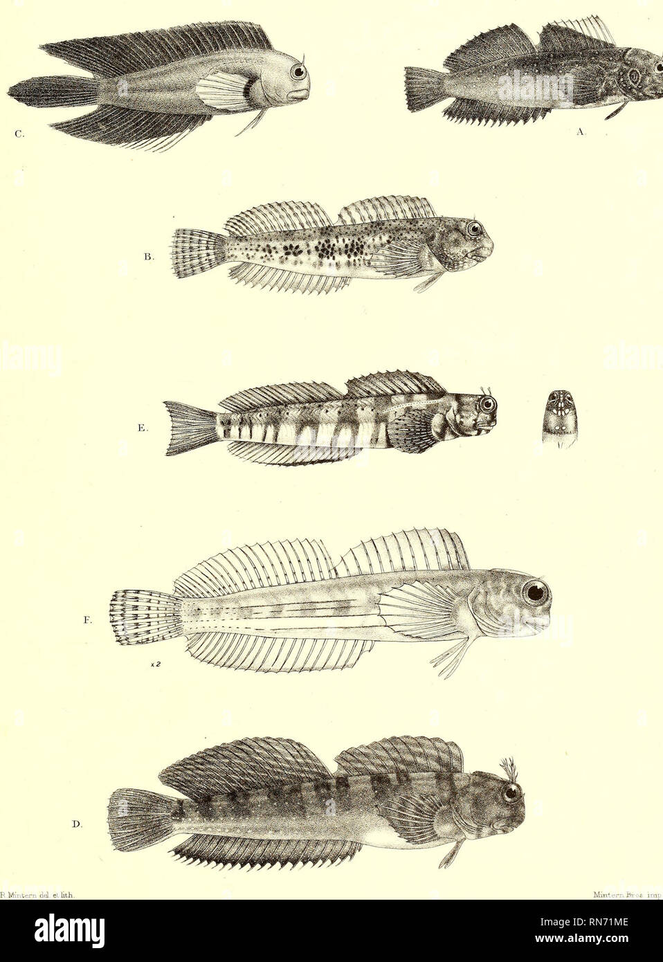 . Andrew Garrett's Fische der Südsee. Fishes; Fishes; Natural history. Journal des Museum Godeffroy Heft XIII. Fische der. Südsee.Heft.VI.Taf. 116. .A.S.variolosus. B. S. marmoratiis. C. S.fuscus. D. S.meleagris.. E.S.coronatus F. S. caudolmeatas. Please note that these images are extracted from scanned page images that may have been digitally enhanced for readability - coloration and appearance of these illustrations may not perfectly resemble the original work.. Garrett, Andrew; Günther, Albert C. L. G. (Albert Carl Ludwig Gotthilf), 1830-1914; Ford, G. H. (George Henry), 1809-1876, ill; Lib Stock Photo