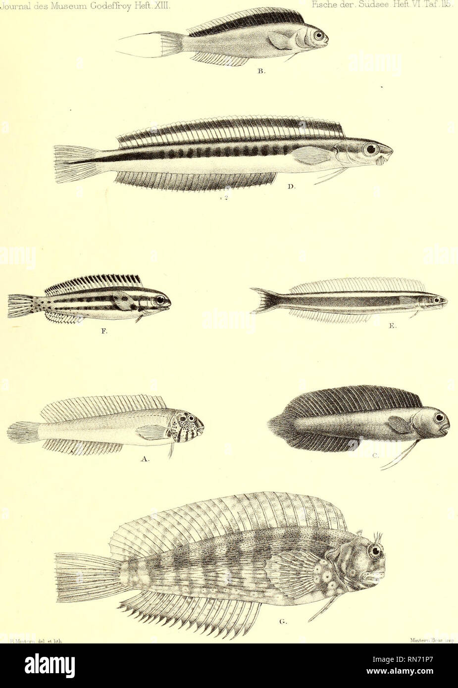 . Andrew Garrett's Fische der Südsee. Fishes; Fishes; Natural history. A.Petroscirtes lineolatus. B.Petroscirtes atrodorsalis. C. Petroscirtes ater. D. Petroscirtes tapemosoma E. Petroscirtes rhmorriyncPus. F. Petroscirtes anema. G-. Salarias fasciatus. -. Please note that these images are extracted from scanned page images that may have been digitally enhanced for readability - coloration and appearance of these illustrations may not perfectly resemble the original work.. Garrett, Andrew; Günther, Albert C. L. G. (Albert Carl Ludwig Gotthilf), 1830-1914; Ford, G. H. (George Henry), 1809-1876, Stock Photo