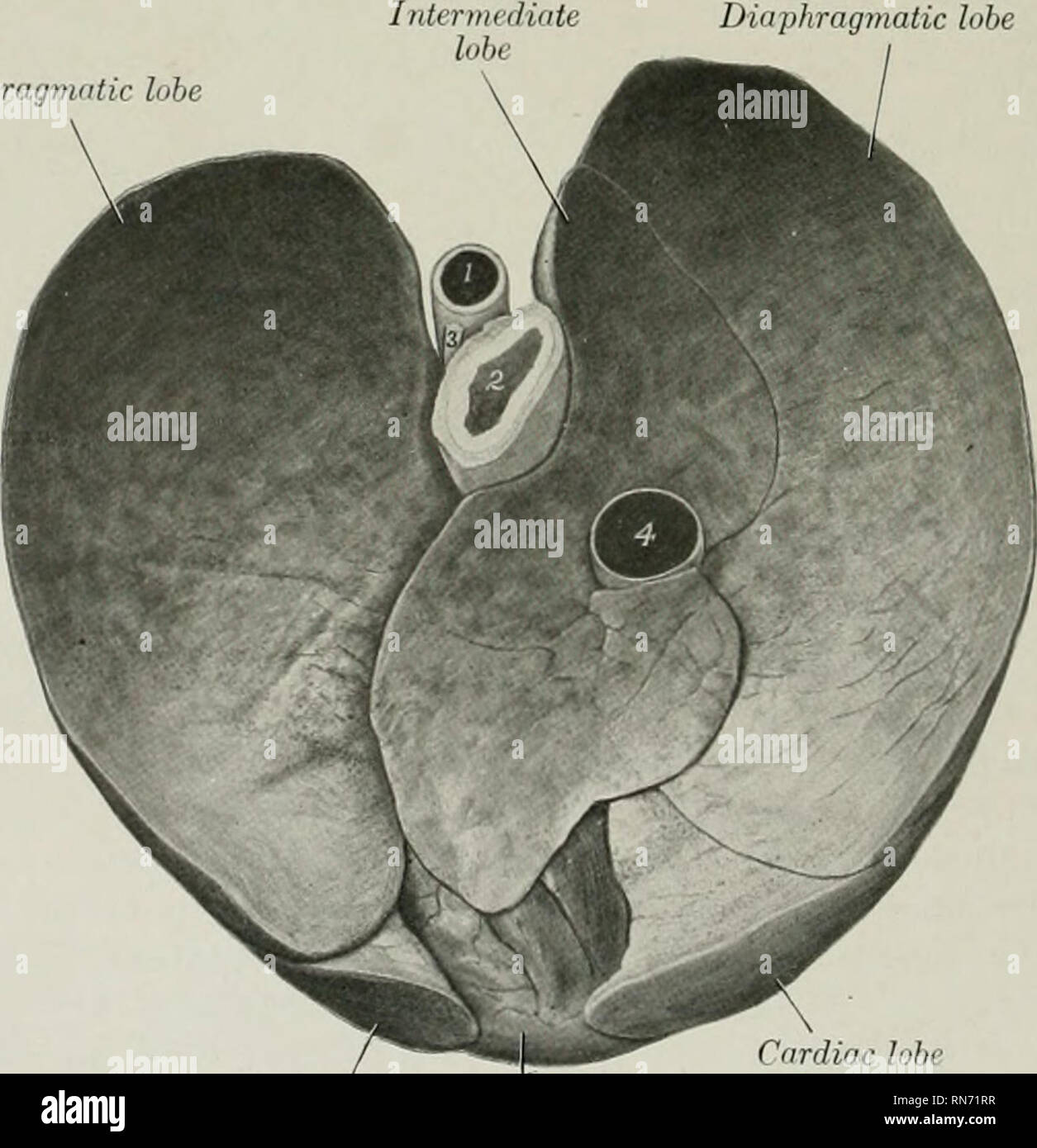 Lung Anatomy Dog Anatomical Charts & Posters