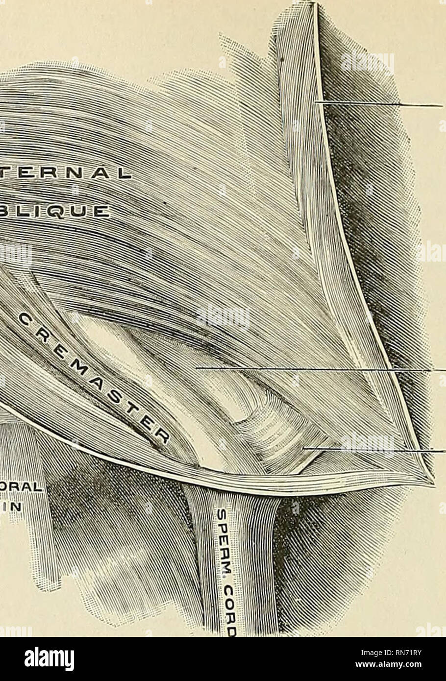 . Anatomy, descriptive and applied. Anatomy. 438 THE MUSCLES AND FASCIJE ien xe:.jh im A,i.^ 'v&quot;. EXTERNAL OBLIQUE (reflected inward) Fig. 329.—The right inguinal canal m the m-le, second layer, vu( Fig 318 ) (Spalteholz unt (The first layer is shown i. Please note that these images are extracted from scanned page images that may have been digitally enhanced for readability - coloration and appearance of these illustrations may not perfectly resemble the original work.. Gray, Henry, 1825-1861; Spitzka, Edward Anthony, 1876-1922. Philadelphia, New York, Lea &amp; Febiger Stock Photo