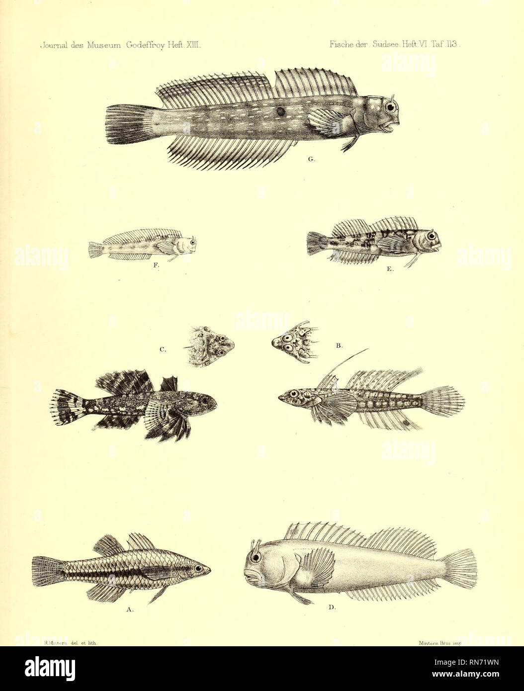 . Andrew Garrett's Fische der Südsee. Fishes; Fishes; Natural history. A. Eleotris güenthen. B. Callionymus cookii. D. Blenmus sordidus. E.Blenrmis cnstatus. C. Gallionymus microps. F &amp;. G. Salarias nitidus.. Please note that these images are extracted from scanned page images that may have been digitally enhanced for readability - coloration and appearance of these illustrations may not perfectly resemble the original work.. Garrett, Andrew; Günther, Albert C. L. G. (Albert Carl Ludwig Gotthilf), 1830-1914; Ford, G. H. (George Henry), 1809-1876, ill; Library of Congress, former owner. DSI Stock Photo