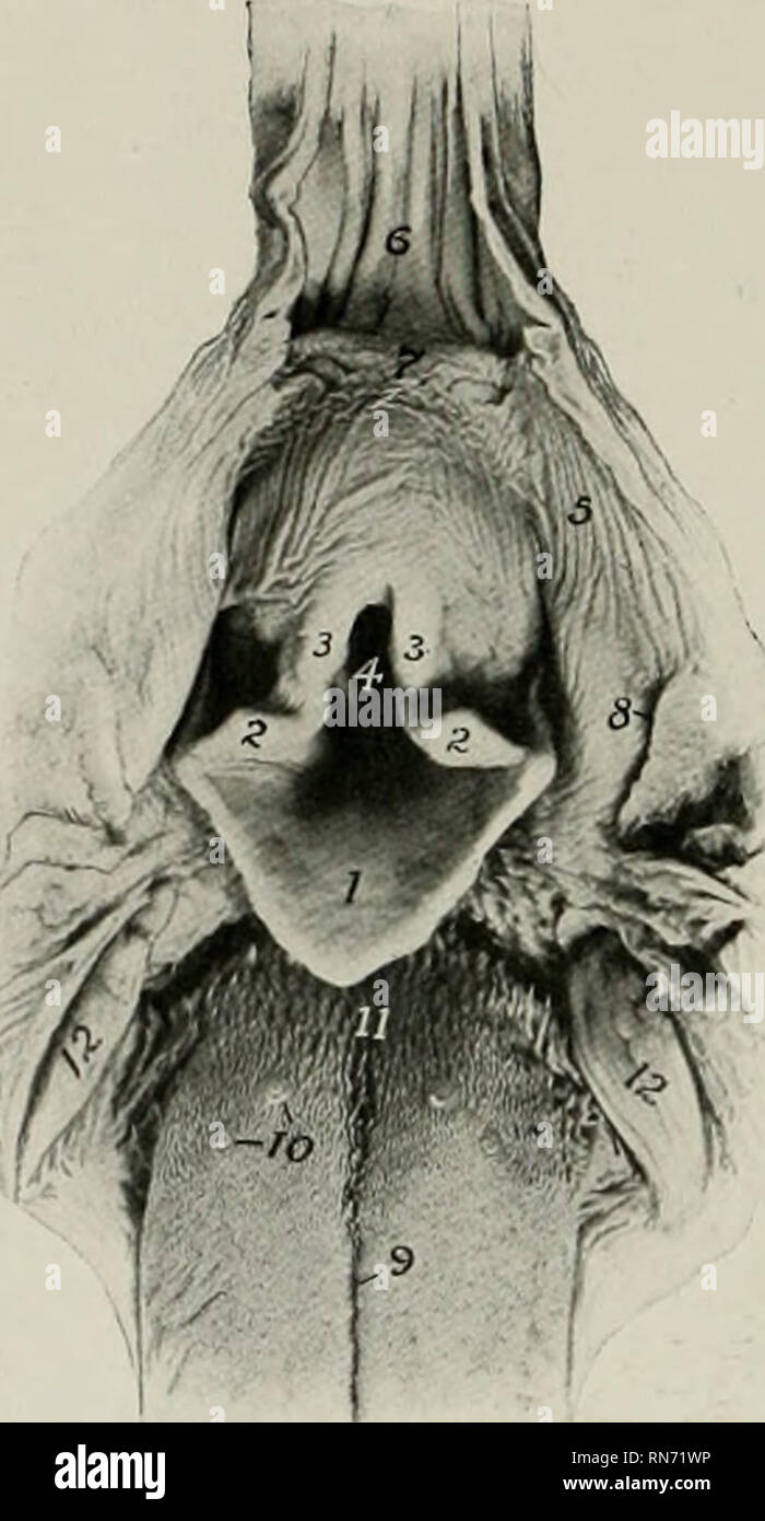 . The anatomy of the domestic animals. Veterinary anatomy. 550