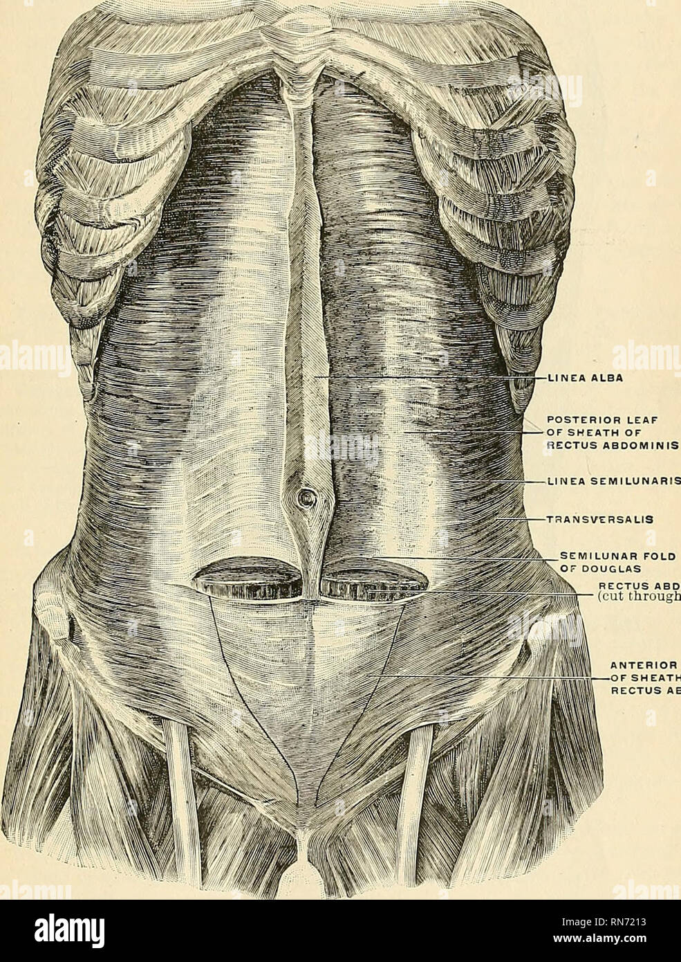 Белая линия живота анатомия. Linea semilunaris живота. Анатомия спигелиевой линии. Linea arcuata живота. Дугообразная линия живота.