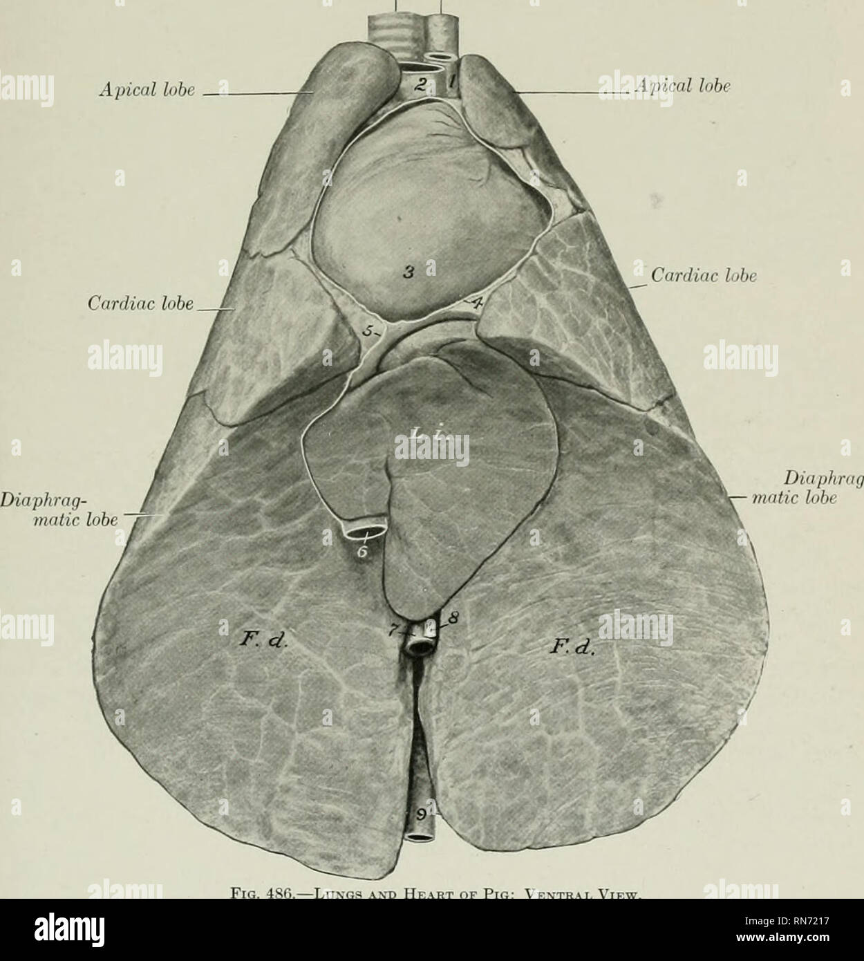 Sternal Reflection . The anatomy of the domestic animals. Veterinary anatomy. THE THORAX ...