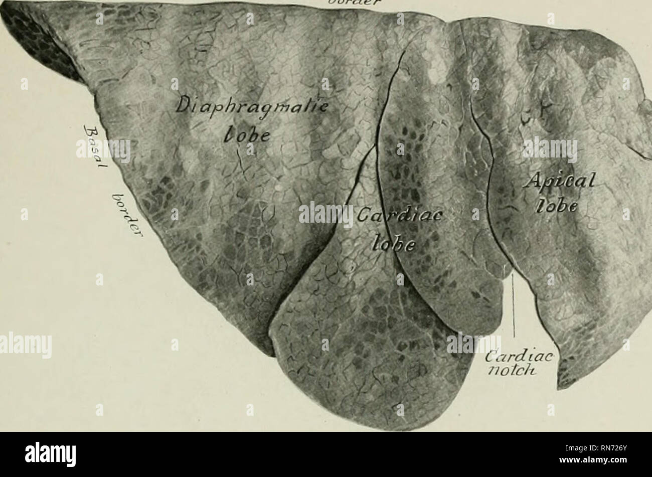 . The anatomy of the domestic animals. Veterinary anatomy. THE LUNGS 541 The apical lolie of the right hing receives a special bronchus from the trachea oppo- site the third ril), and is adherent to the trachea from the second rib baclcward. The two lungs are not adherent to each other behind the root as in the horse, but hordei-. Hardened in silu Fig. 479.—Right Lung of Ox; Costal Surf.ce. ? the inscription &quot;cardiac lobe&quot; extends forward upon what J lobe.. Please note that these images are extracted from scanned page images that may have been digitally enhanced for readability - co Stock Photo