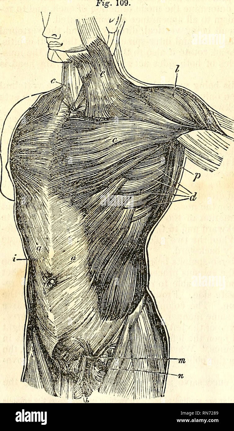 The Anatomy Of The Human Body Human Anatomy Anatomy 8 Myology Whole Extent Of The Posterior Spinal Muscles The Sacrum And The Iliac Bones Furnish A Fulcrum For The Fasciculi Which