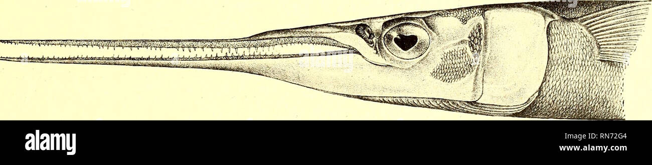 . Andrew Garrett's Fische der Südsee. Fishes; Fishes; Natural history. Beione hians. Belone hians, Cuv. Val. XVIII. p. 432. pl. 548; Günth. Fish. VI. p. 248; Steint!. SB. Ak. Wiss. Wien 1875. LXXII. p. 476. Belone melanostigma, Cuv. Val. XVIII. p. 450; Klunz. Verh. Z.-B. Ges. Wien. 1871. p. 581; Day, Fish. Ind. p. 509. Belone gracilis, Schleg. Faun, japon. Poiss. p. 24(5. pl. 110. fig. 1 (nec Lowe). Belone maculata, Poey. Mem. Cub. II. p. 290. Mastacembelus schismatorhynchus, Bleek. Atl. Ichth. VI. p. 49. tab. 208. fig. 2. Belone schismatorhynchus, Günth. Fish. VI. p. 239. Athlennes hians, Jeu Stock Photo
