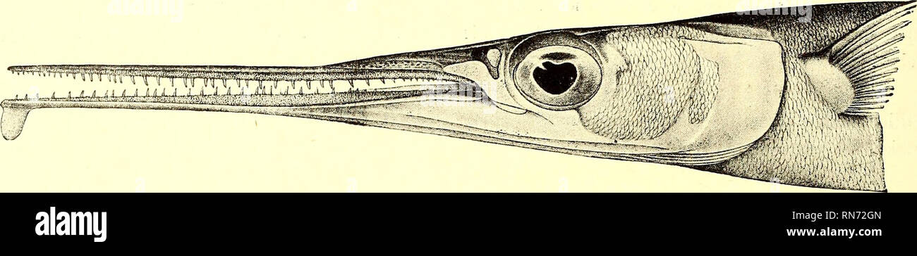 . Andrew Garrett's Fische der Südsee. Fishes; Fishes; Natural history. 352 Länge 3(3 Zoll. — Zuerst vom Rothen Meere beschrieben, wo diese Art selten ist, wurde sie später von Jayakar bei Mascat gefunden. Das Britisclie Museum hat Exemplare von beiden Localitäten. und ausserdem einen Kopf von den Salomon's-Inseln (Kreftt), welcher hier in zwei Drittel der natür- lichen Grösse abgebildet ist. Belone melanotus. Belone melanotus, Bleek. Nat. Tydsch. Ned. Ind. I. p. 94; Günth. Fish. VI. p. 238; Peters, MB. Berlin. Ac. 1876. p. 848. Mastacembelus melanotus, Bleek. Atl. Ichth. VI. p. 47. pl. 250. fl Stock Photo