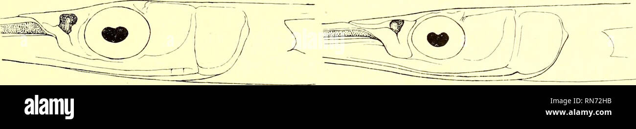 . Andrew Garrett's Fische der Südsee. Fishes; Fishes; Natural history. 349 ^ Belone platura. Belone platyurus, Benn. Proc, Comm. Zool. Soe. 1830. p. 168. Belone platura, Rüpp. N. W. Fisch, p. 73. taf. 20. fig. 1; Güntli. Fish. VI. p. 237; Klunz. Veih. Zool. Bot. Ges. Wien. 1871. p. 577; Steine!. Denkschr. Ak. Wiss. Wien. LXX. 1900. p. 512; Jord.-Seale, Bull. Bur. Fisher. XXV. p. 20G; Seale, Occ. Pap. Bishop. Mus. IV. 1. p. 12; Waite, Ree. Austr. Mus. V. p. 3. Belone carinata, Cuv. Val. XVIII. p. 437. Mastacembelus platurus, Bleek. Atl. Ichth. VI. p. 50. tab. 257. fig. 1. D. 13—16. A. 17—21. P. Stock Photo