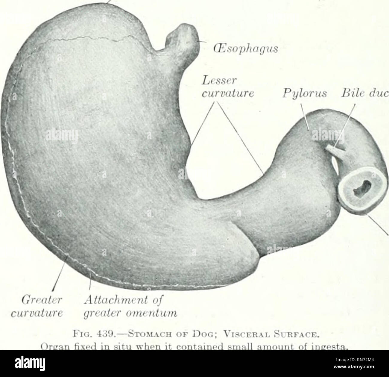 . The anatomy of the domestic animals. Veterinary anatomy. Fig. 4.'iS.—Stom l&gt;rgan fi: or twelfth rili. In this state there is not rarely right and left parts. The precoding topographic statements are based on observations made on a considerable number of formaUn-hardeneil suiijects, and are to be regarded as a-eruge findings in dogs of Left citnmUy (Esophagus. Fig. 439.—Stom. Organ fi.ed in situ when it cont: t of iugfsta. mechnni size. The cardiac and pyloric ends vary least in position, but the former varies the length of one vertebra and the latter as much as two intercostal spaces. T Stock Photo