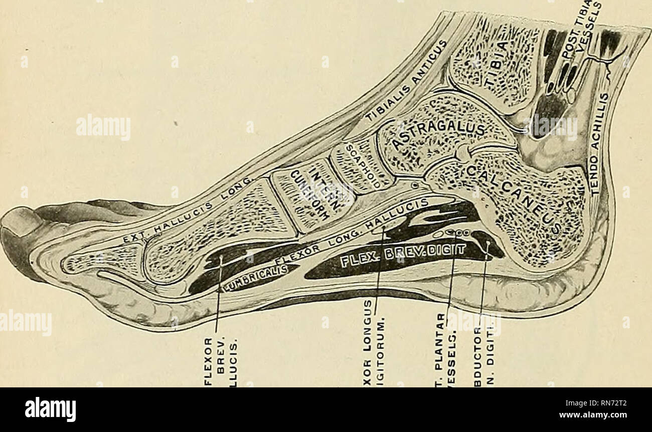. Anatomy, descriptive and applied. Anatomy. 346 THE ARTICULATIONS, OB ...