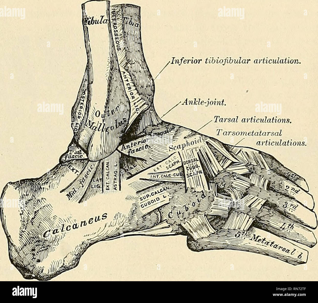 . Anatomy, descriptive and applied. Anatomy. THE TIIilOTARSAL