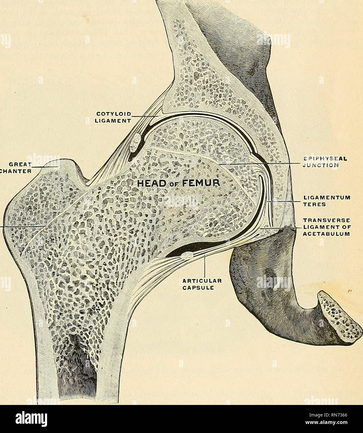 Anatomy, descriptive and applied. Anatomy. THE HIP-JOINT •i21 ...